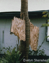 Plank driven through a trunk by tropical cyclone winds.