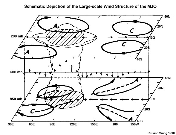 Schematic depiction of the large-scale wind structure of the MJO