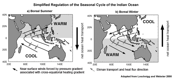 Schematic of regulation of the seasonal cycle of the Indian Ocean for (a) the boreal summer (June- September) and (b) the boreal winter (December-February). Curved solid lines indicate near-surface winds forced by the large-scale pressure gradient associated with the cross-equatorial heating gradient denoted by ?warm? and ?cool?. Small blue arrows denote Ekman transport and the direction of the associated heat flux.