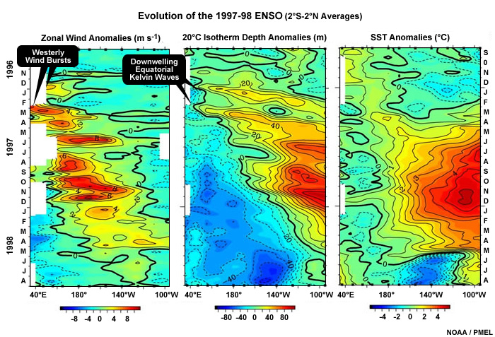 The onset of the 1997-98 El Niño marked by downwelling equatorial Kelvin waves triggered by westerly wind bursts.