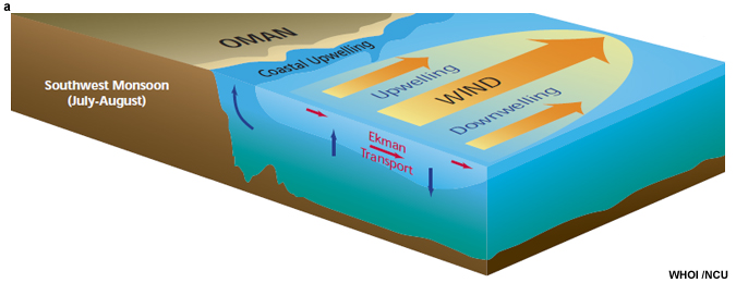 Schematic cross section of the upper ocean dynamical response to the southwesterly monsoon winds and the Arabian Peninsula (Honjo and Weller 1997). 