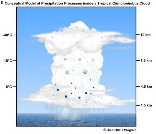 hydrometeor distribution in a tropical cumulonimbus