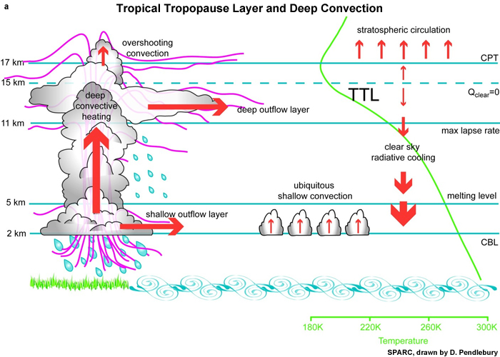 Schematic of the TTL, convection, and vertical transport in the tropics, the mean temperature profile where CPT is the cold point tropopause.