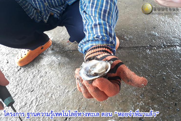โครงการ ฐานความรู้เทคโนโลยีทางทะเล ตอน “หอยจ๋าพี่มาแล้ว”