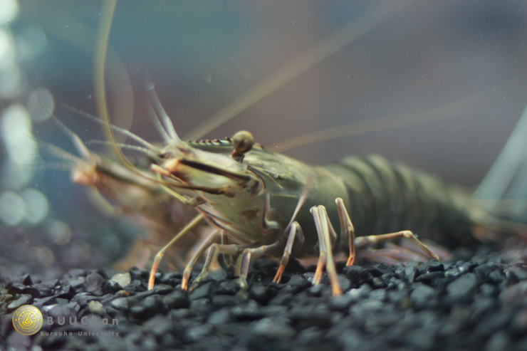 ภาพกิจกรรมย้อนหลัง (ก่อน ๓๐ กันยายน ๒๕๖๑)