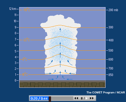 Animation of convective updrafts and downdrafts in an airmass thunderstorm